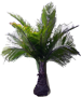 African Oil Palm